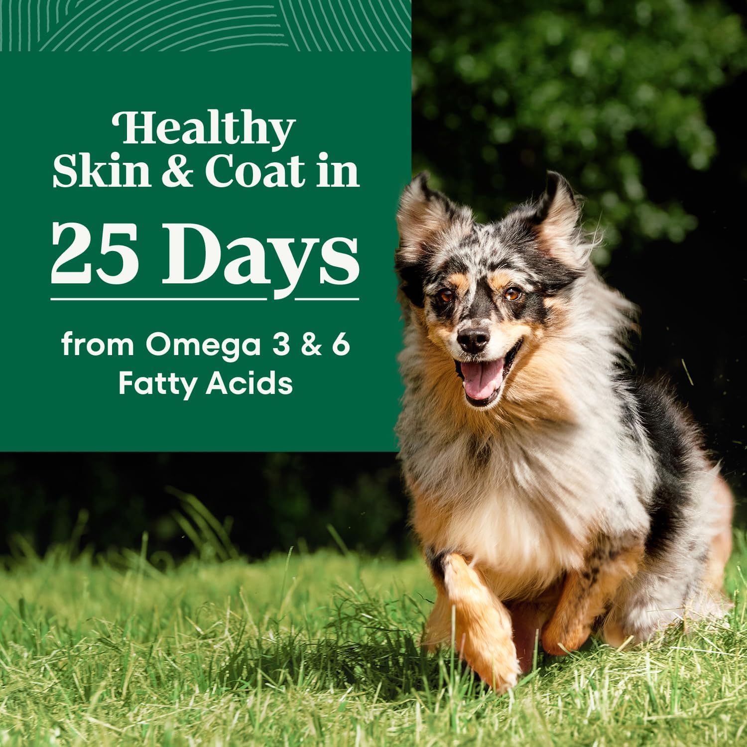 Nutro Limited Ingredient Diet Adult Dry Dog Food – Grain-Free Lamb & Sweet Potato Recipe